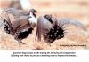 Gunnison Sage Grouse