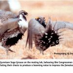 Gunnison Sage Grouse