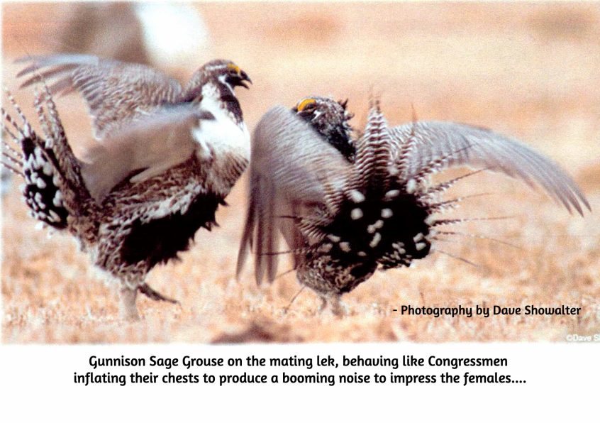 Gunnison Sage Grouse